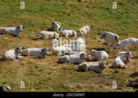 Troupeau de vaches piémontaises broutant dans un moment de tranquillité, sur les prés des Apennines liguriennes. Banque D'Images