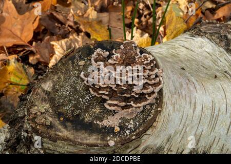 Dinde champignon de queue poussant dans les bois de Suffolk, Royaume-Uni Banque D'Images