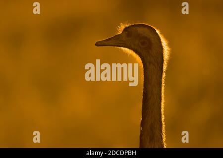 Grande Rhea, (Rhea Americana) dans la plaine de Pampas, province de la Pampa , Patagonie, Argentine Banque D'Images