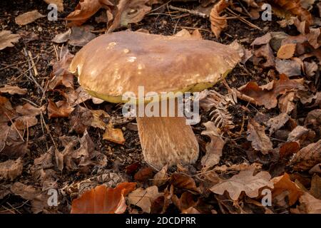 Penny Bun Mushroom, Suffolk Forest Royaume-Uni Banque D'Images