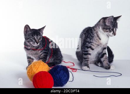 Deux chatons et balles de fil de couleur, 1990, États-Unis Banque D'Images