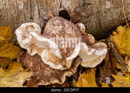 Champignon Birch Polypore ou Razor Stop, Suffolk Forest Banque D'Images