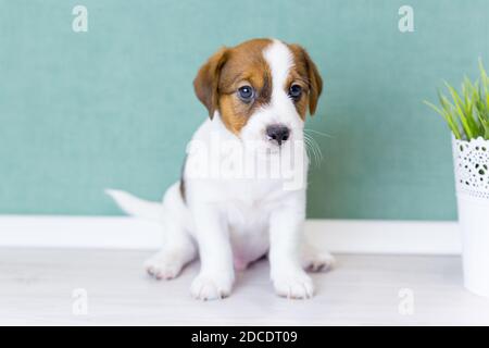 Un magnifique chiot blanc Jack Russell Terrier aux oreilles brunes est assis et regarde l'appareil photo sur le fond d'un mur vert. Banque D'Images