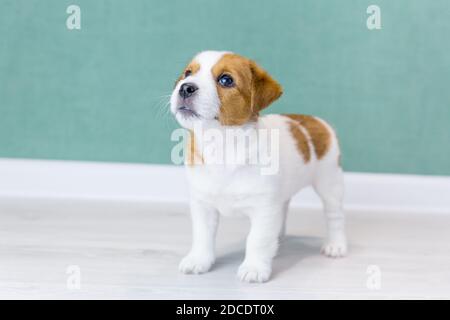 Un magnifique chiot Jack Russell Terrier aux oreilles brunes se dresse sur le fond d'un mur vert. Reproduction de chiens de race. Jour de chien. Banque D'Images