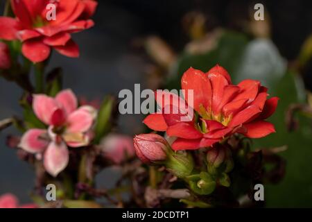 Fleur rouge de Katy flamboyante de l'espèce Kalanchoe Blossfeldiana Banque D'Images