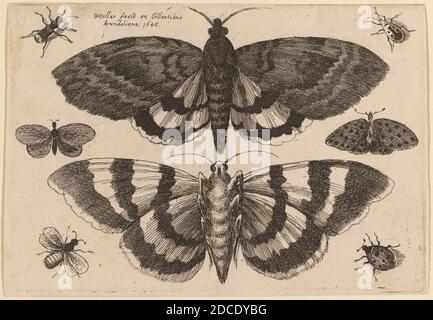 Venceslaus Hollar, (artiste), Bohemian, 1607 - 1677, deux papillons et six insectes, Muscarum scarabeorum ... variefig., (série), 1646, gravure Banque D'Images