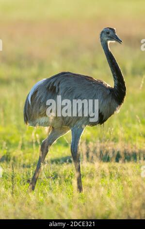 Grande Rhea, (Rhea Americana) dans la plaine de Pampas, province de la Pampa , Patagonie, Argentine Banque D'Images