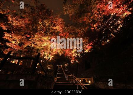 Kyoto, Japon. 20 novembre 2020. Les feuilles d'automne, principalement des érables, sont illuminées au temple de Kiyomizudera, un site du patrimoine mondial de Kyoto, le vendredi 20 novembre 2020. Les gens ont apprécié le feuillage d'automne coloré dans l'ancienne capitale du Japon lors de trois vacances d'automne consécutives. Credit: Yoshio Tsunoda/AFLO/Alay Live News Banque D'Images