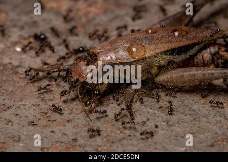 Ant africaine à tête haute de l'espèce Pheidole megacephala qui se prêtant Un vrai Cricket de l'espèce Eneoptera nigripedis Banque D'Images