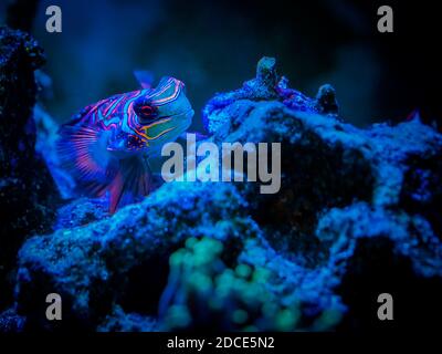 Mandarinfish ou mandarine dragonet (Synchiropus splédidus) sur un bassin de récif avec un arrière-plan flou Banque D'Images