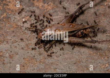 Ant africaine à tête haute de l'espèce Pheidole megacephala qui se prêtant Un vrai Cricket de l'espèce Eneoptera nigripedis Banque D'Images