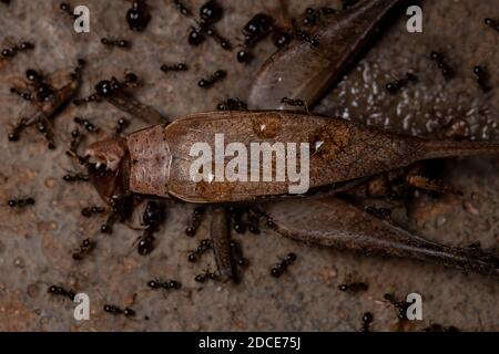 Ant africaine à tête haute de l'espèce Pheidole megacephala qui se prêtant Un vrai Cricket de l'espèce Eneoptera nigripedis Banque D'Images