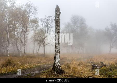 Matin brumeux d'automne dans la forêt à feuilles caduques. Le soleil bas brille à travers les arbres et le brouillard et peint dans les feuilles et l'herbe haute. Paysage de montagne Banque D'Images