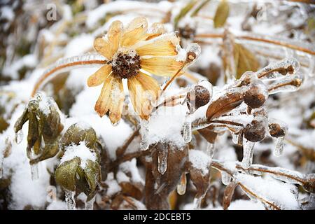 Fleur jaune givrée avec neige et glace. Susan à yeux noirs ou Coneflowers. Hiver russe. Banque D'Images