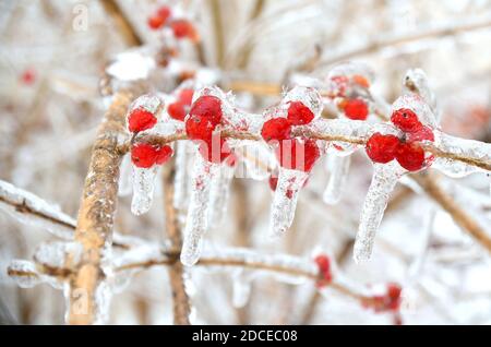 Baies rouges congelées sur une branche dans la glace et la neige un jour d'hiver en russie Banque D'Images