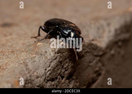 Beetle de terre brésilienne de la sous-famille des Harpalinae Banque D'Images