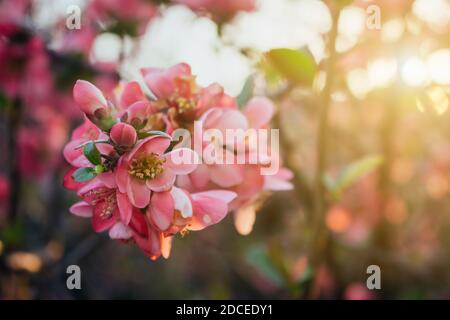 Le scarlet rose malus spectabilis fleurit dans le jardin au printemps. Arrière-plan flou, coucher de soleil, gros plan. Banque D'Images