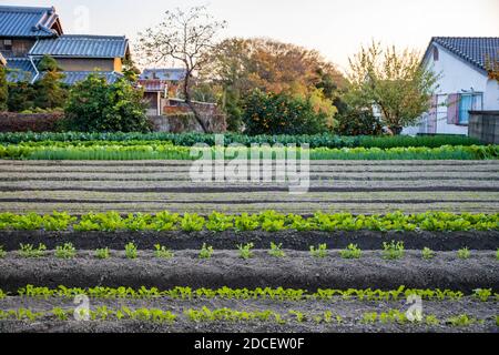 Des rangées de plantes à l'heure d'or sur la petite ferme prochaine Aux maisons japonaises Banque D'Images