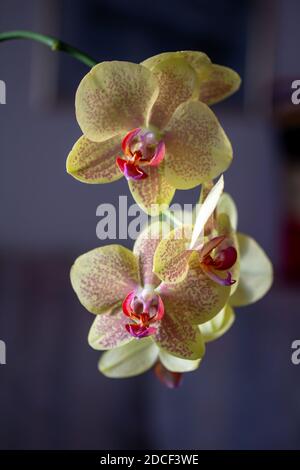 Vue macro-abstraite de la belle orchidée de phalaenopsis rose et jaune fleurs avec un arrière-plan flou en bleu foncé Banque D'Images