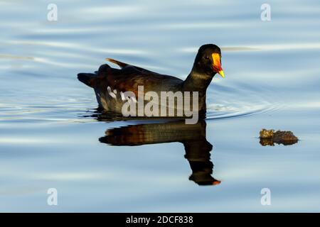 Commune Gallinule natation adulte Banque D'Images