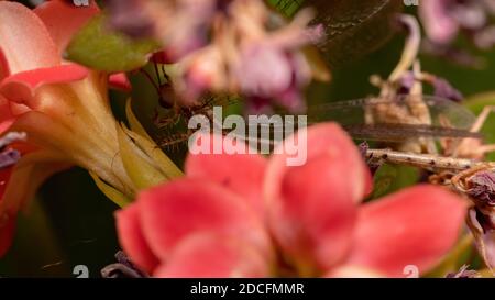 Insecte Antanon de la famille Myrmeleontidae dans une plante à fleurs Banque D'Images