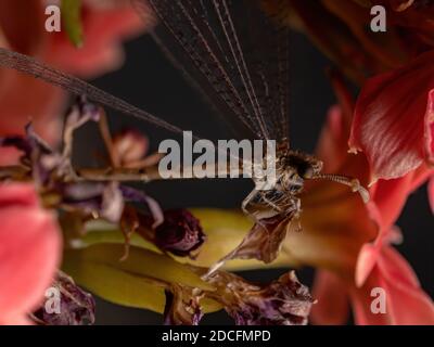 Insecte Antanon de la famille Myrmeleontidae dans une plante à fleurs Banque D'Images