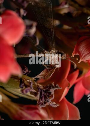 Insecte Antanon de la famille Myrmeleontidae dans une plante à fleurs Banque D'Images