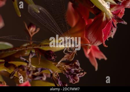 Insecte Antanon de la famille Myrmeleontidae dans une plante à fleurs Banque D'Images