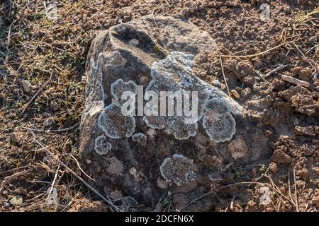 Motifs de lichen naturels sur pierre Banque D'Images