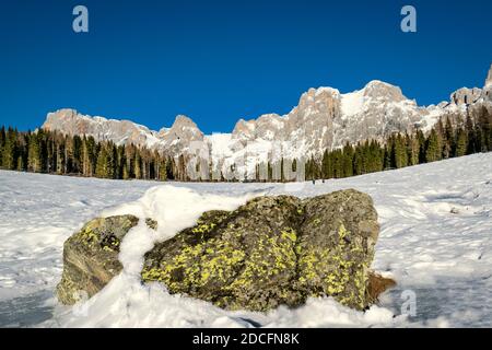 Vue sur les montagnes enneigées du Pale di San Martino, le ciel bleu, les prairies enneigées et les forêts de sapins. Un rocher au premier plan. Lac de Calaita, Loze Banque D'Images