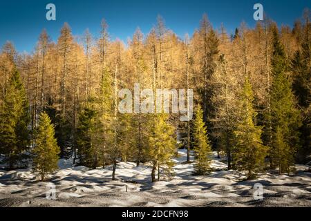 Détail des bois de mélèze entourant le lac Calaita en hiver. Couleurs d'automne et neige. Vallée de Lozen, Trentin-Haut-Adige Banque D'Images