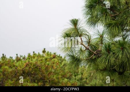 Pins à Shillong View point, Laitkor Peak shillong meghalaya india. Banque D'Images