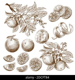 Illustration vectorielle de fruits orange, fleurs fleuries, feuilles et branches dessin monochrome vintage, gravure graphique, tatouage de style rétro. Trancher, tout entier et moitié d'agrumes isolés sur fond blanc. Illustration de Vecteur