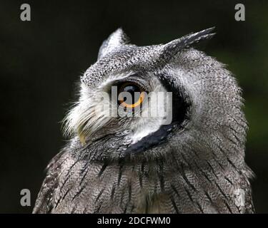 Owl face blanc du sud Banque D'Images