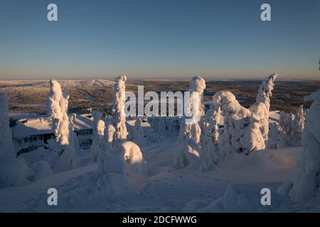 ISO Syote ; arbres en hiver ; Finlande Banque D'Images