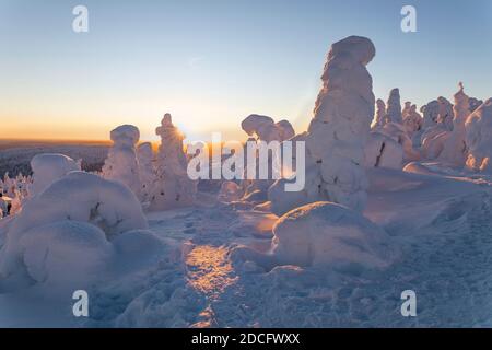 ISO Syote ; arbres en hiver ; Finlande Banque D'Images