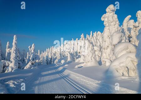 ISO Syote ; arbres en hiver ; Finlande Banque D'Images