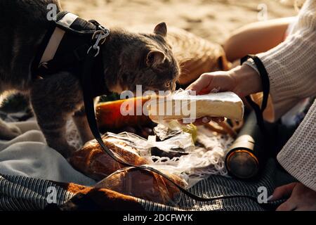 Cette photo montre un chat écossais gris droit avec une laisse sur la plage par une journée ensoleillée Banque D'Images