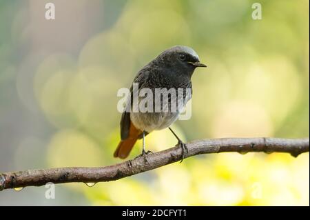 Black redstart (Phoenicurus ochruros) mâle, perchée dans le jardin, Andalousie, Espagne. Banque D'Images