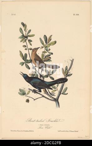 John T. Bowen, (artiste), américain, né en Angleterre, 1801 - 1856, John James Audubon, (artiste d'après), américain, 1785 - 1851, Grackle à queue de bateau, les oiseaux d'Amérique, Octavo Edition, (série), 1840, lithographie de couleur main sur papier vélin Banque D'Images