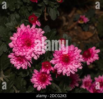 fuchsia chrysanthème sur fond naturel Banque D'Images