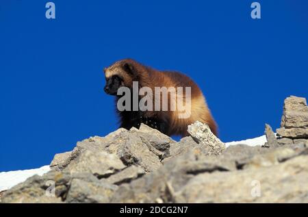 AMÉRIQUE DU NORD WOLVERINE gulo gulo luscus, ADULTE DEBOUT SUR ROCK, CANADA Banque D'Images