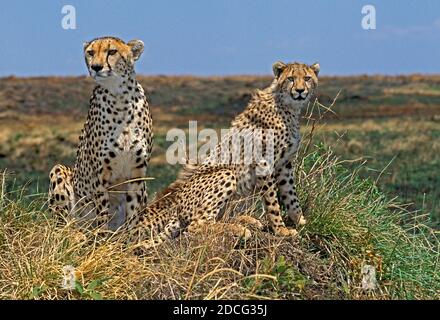 CHEETAH ACINONYX JUBATUS, ADULTES DEBOUT SUR LA COLLINE TERMITE, REGARDANT AUTOUR DU KENYA Banque D'Images