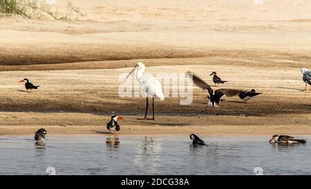 Skimmers africains et Spoonbill reposant sur un banc de sable dans le Zambèze. Banque D'Images