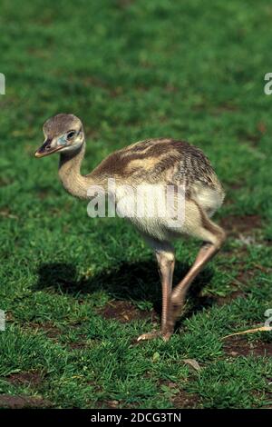 AMERICAN RHEA NANDOU AMERICANA, POUSSIN DEBOUT SUR L'HERBE Banque D'Images