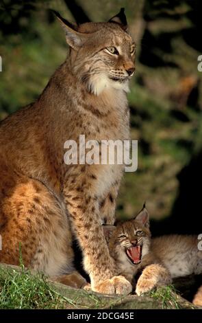 LYNX FELIS LYNX, MÈRE AVEC BÂILLEMENT DE CUB Banque D'Images