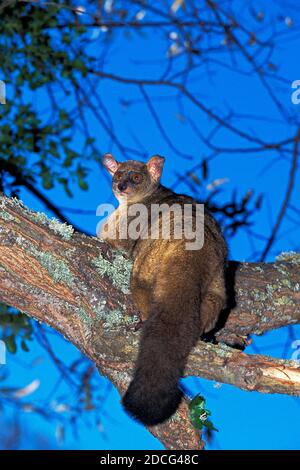 BÉBÉ BUSH À QUEUE ÉPAISSE OU PLUS GRAND GALAGO OTOLEMUR CRASSICAUDATUS, ADULTE DEBOUT SUR BRANCHE Banque D'Images