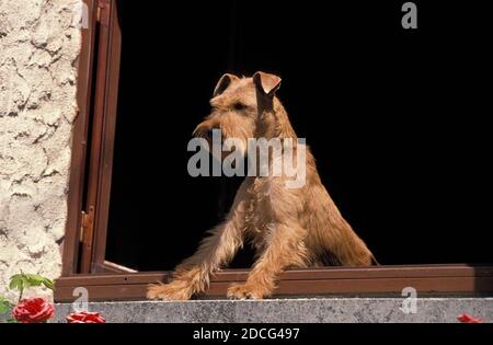 IRISH TERRIER, ADULTE DEBOUT À LA FENÊTRE Banque D'Images