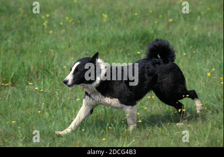 CHIEN D'OURS KARELIAN, ADULTE MARCHANT SUR L'HERBE Banque D'Images