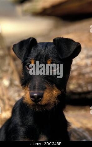 JAGD TERRIER OU TERRIER DE CHASSE ALLEMAND, PORTRAIT D'ADULTE Banque D'Images